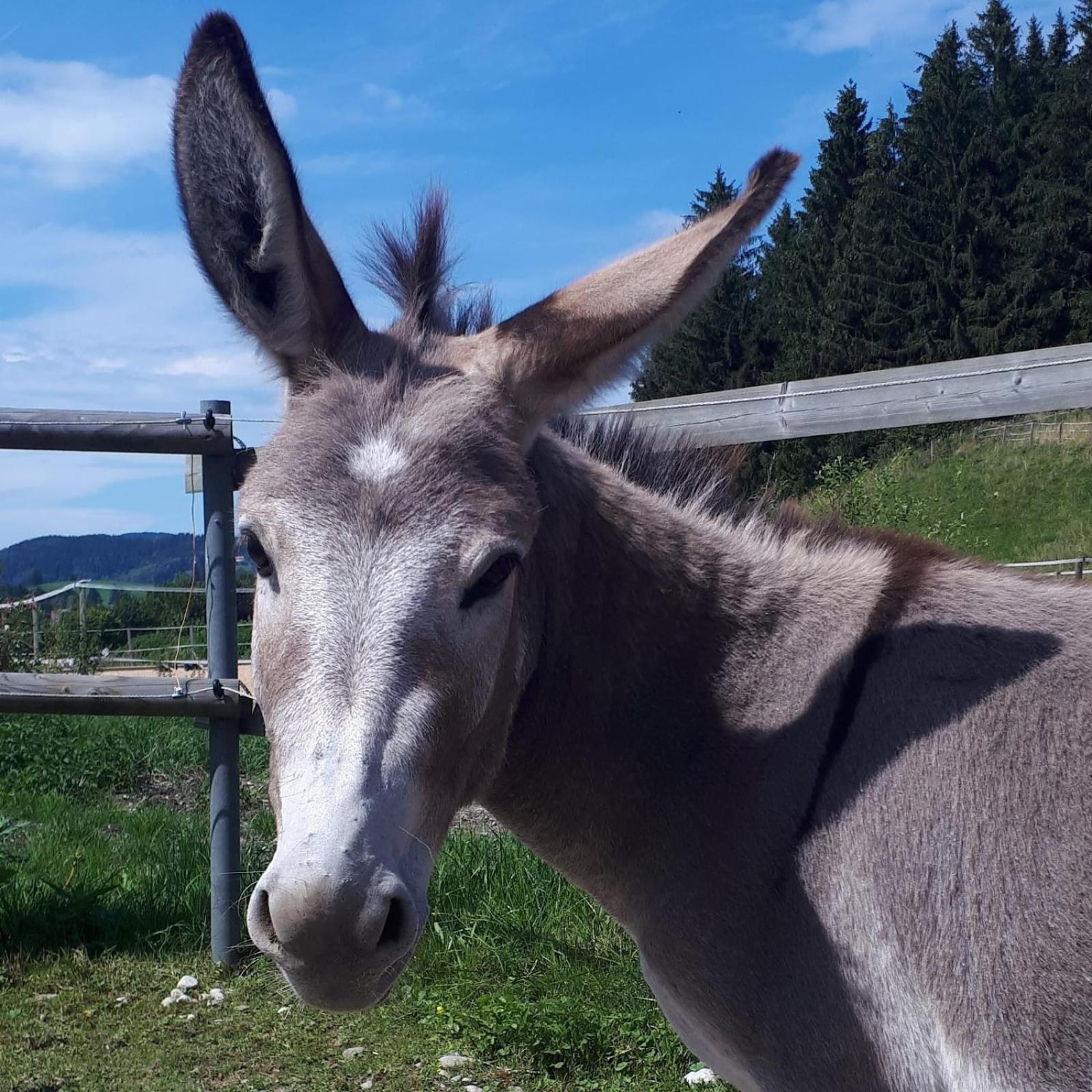 Allgaeumax Füssen