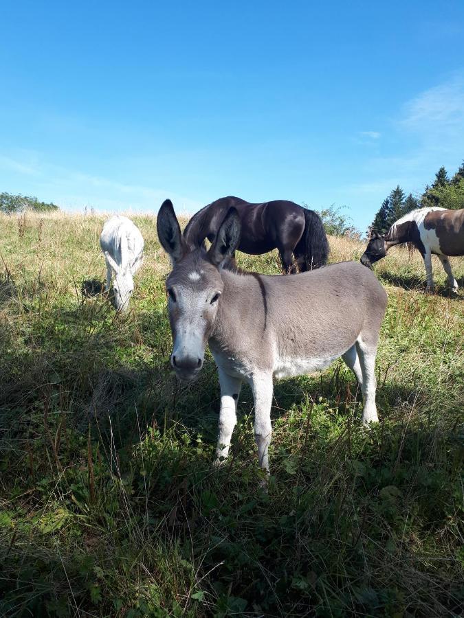Allgäumax *